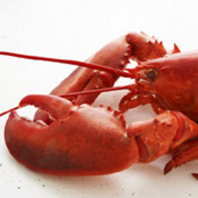 articles/2009/07/21/the-lobster-market-crash-of-2009/lobster_puo1kz