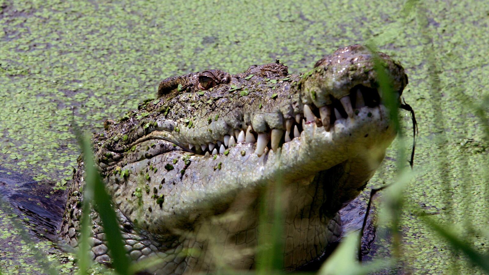 cheats/2014/01/27/crocodile-snatches-12-year-old/140127-crocodile-cheat_g1mgs0