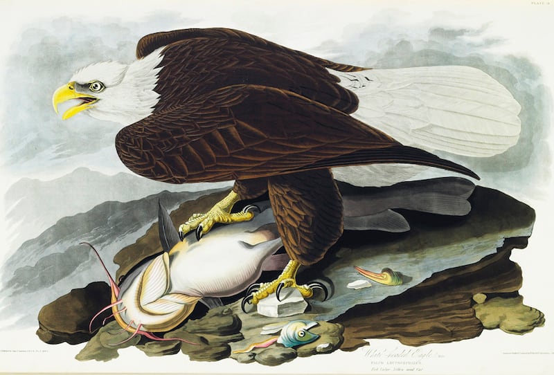galleries/2012/01/15/christie-s-auctions-audubon-s-birds-of-america-priciest-book-ever/audubon-gal-bald-eagle_jfvvgd