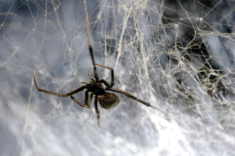 galleries/2013/05/04/five-of-the-world-s-deadliest-spiders-photos/130503-black-widow_pmsbuw