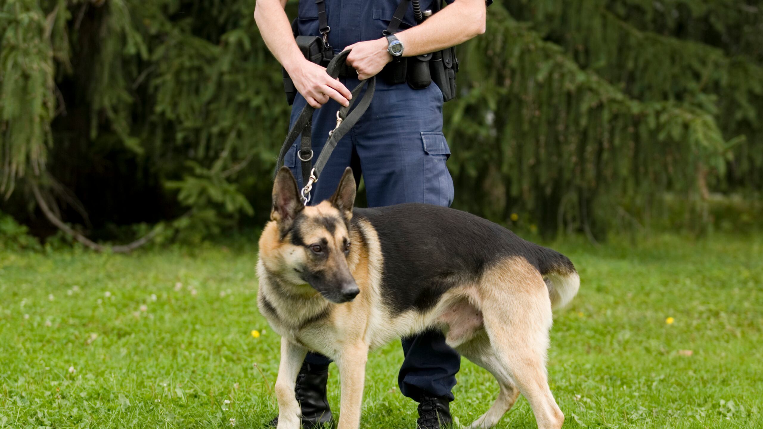 articles/2013/11/14/dog-orders-cavity-search-lawsuits-ensue/131113-dog-anal-probing_q4ecow