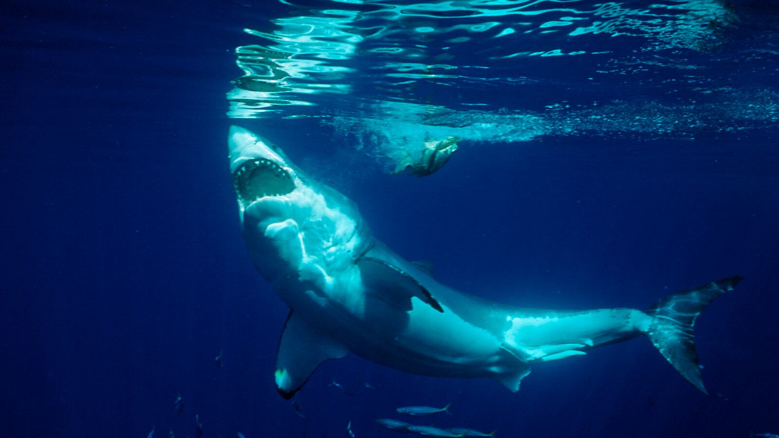 Great White Shark opening mouth.