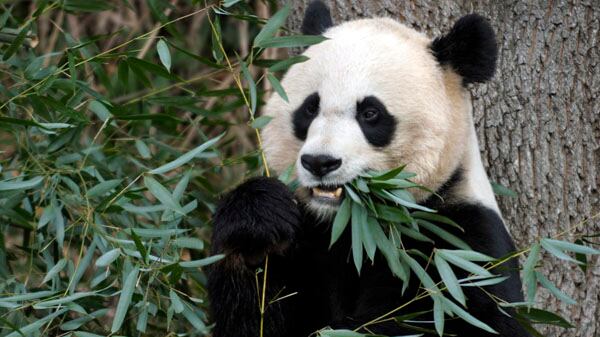 cheats/2012/09/17/baby-panda-born-at-national-zoo/national-zoo-baby-panda-cheat_rjomms