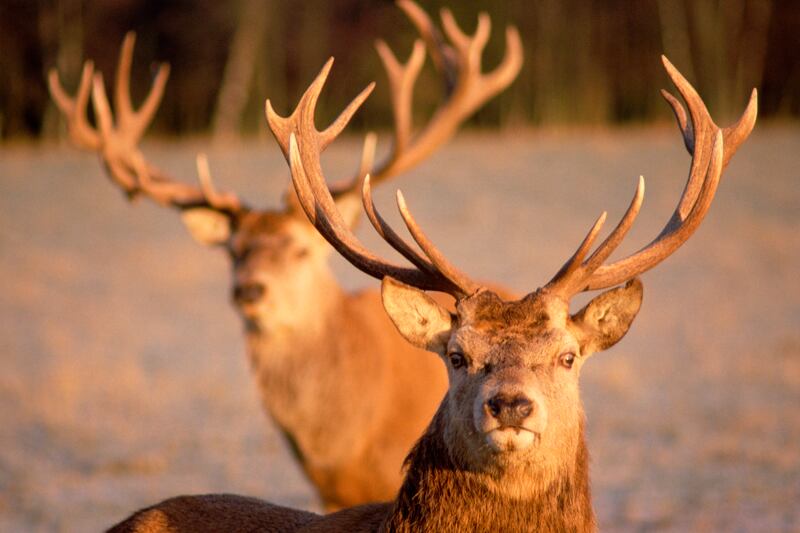 galleries/2013/08/22/accidents-that-freaked-us-out-this-summer/130822-death-elk_nzzpfu