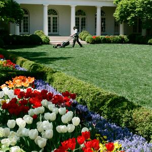 Donald Trump Bulldozes the White House Rose Garden