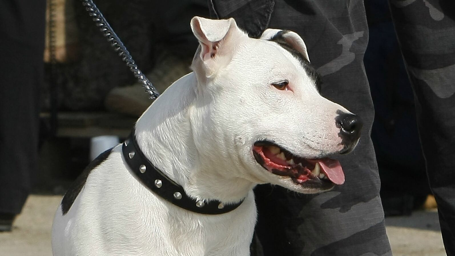 Staffordshire bull terrier