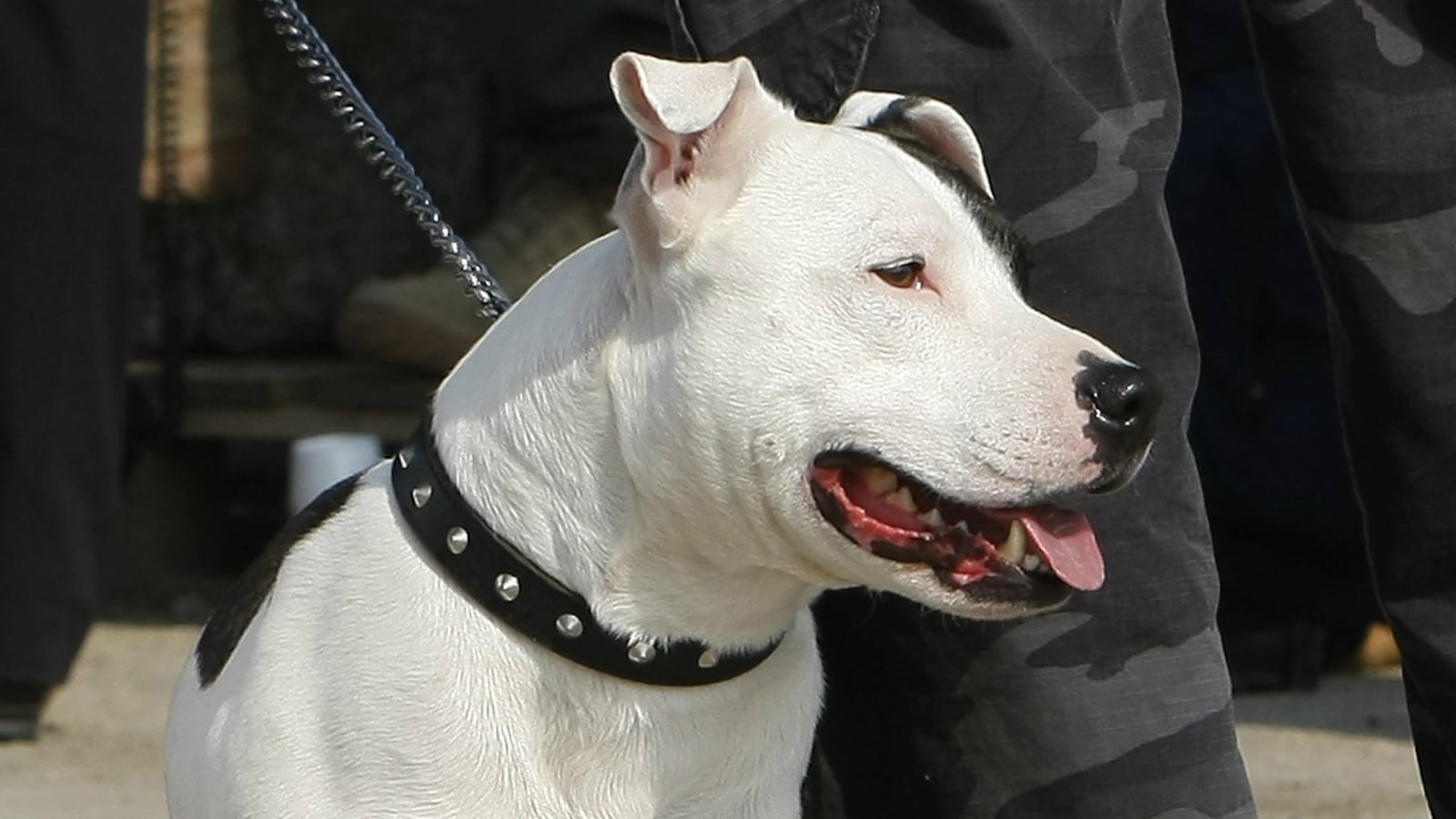 Staffordshire bull terrier