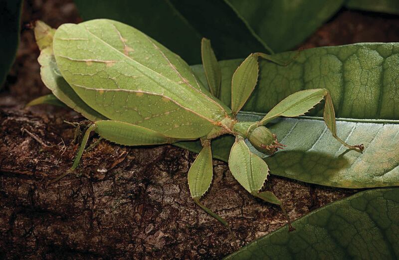 galleries/2015/10/25/scenes-from-nature-s-cruelest-puberty-rupert-soskin-s-metamorphosis/151006-metamorphosis-06_xvvadt