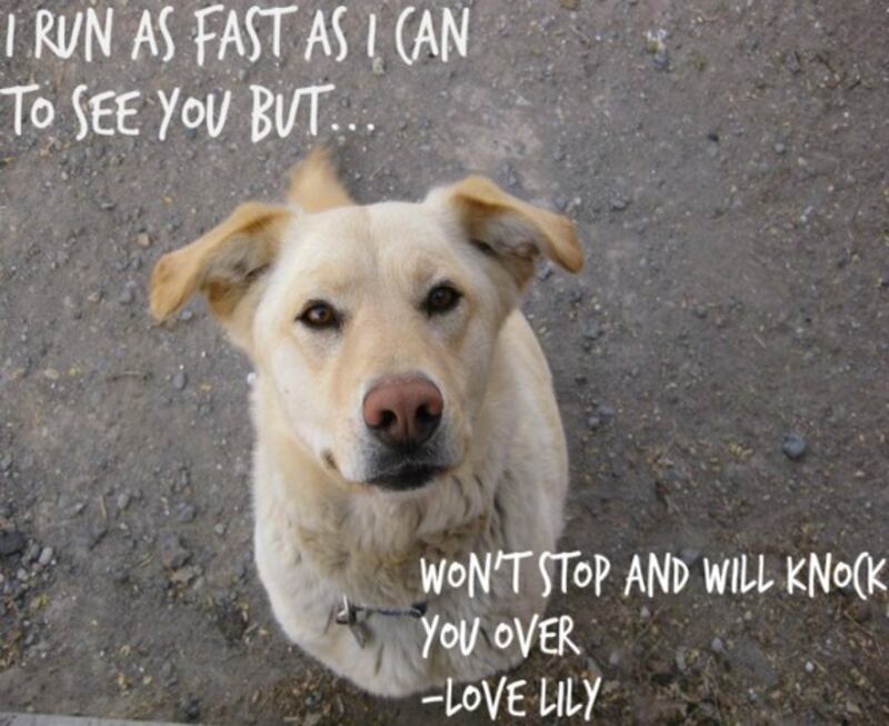 articles/2012/11/19/dog-shaming/Screen_Shot_2012-11-19_at_2.32.12_PM_bqfnzn