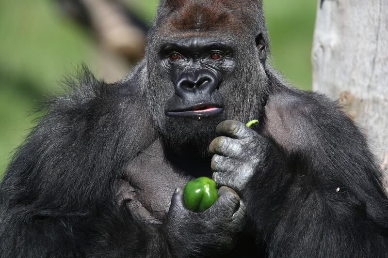 galleries/2013/12/26/the-best-beasts-of-2013-photos/beast-beast-gorilla_ohiuoq