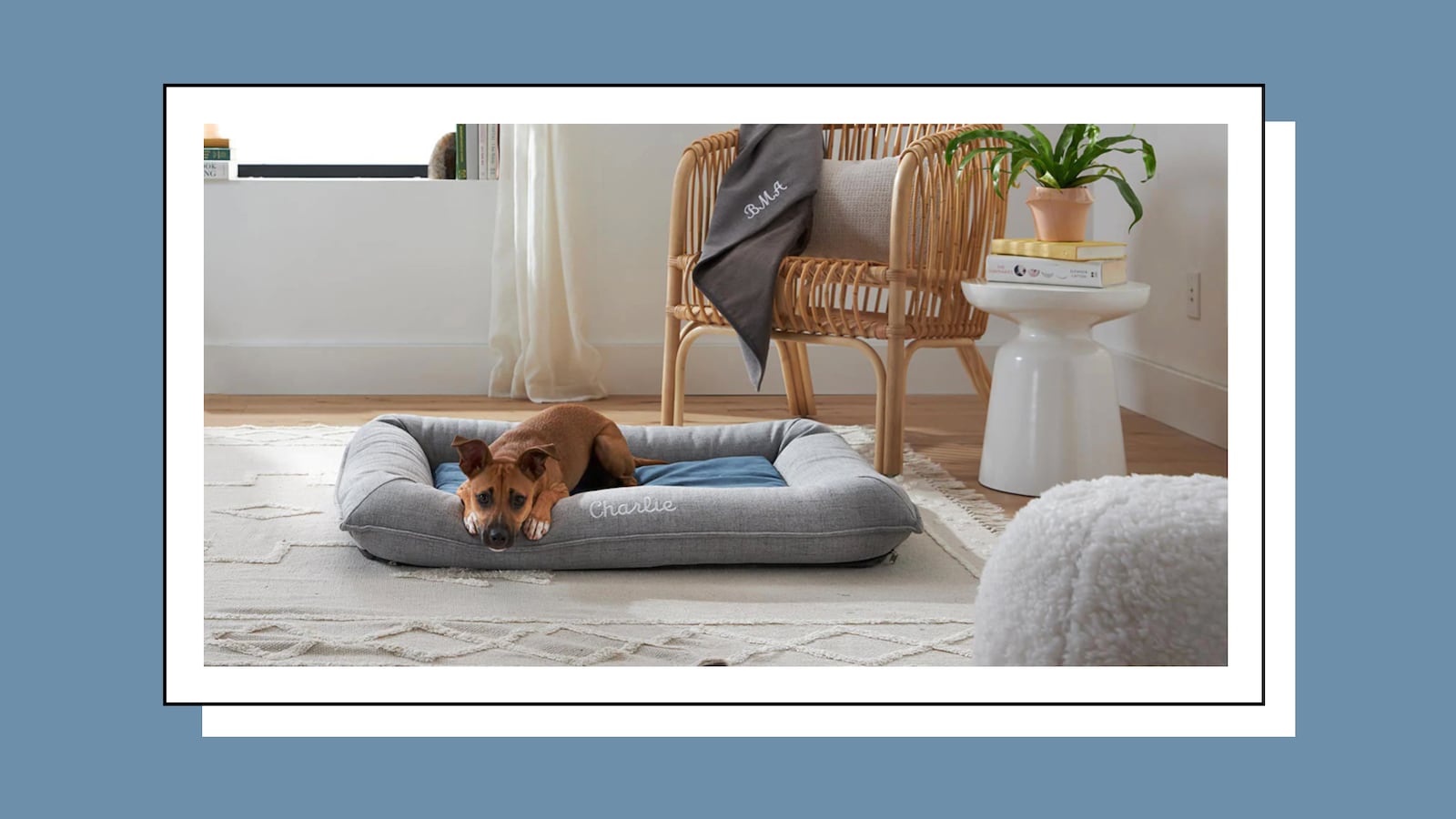 Chewy_Pet_Supplies_Sale_fh45zt