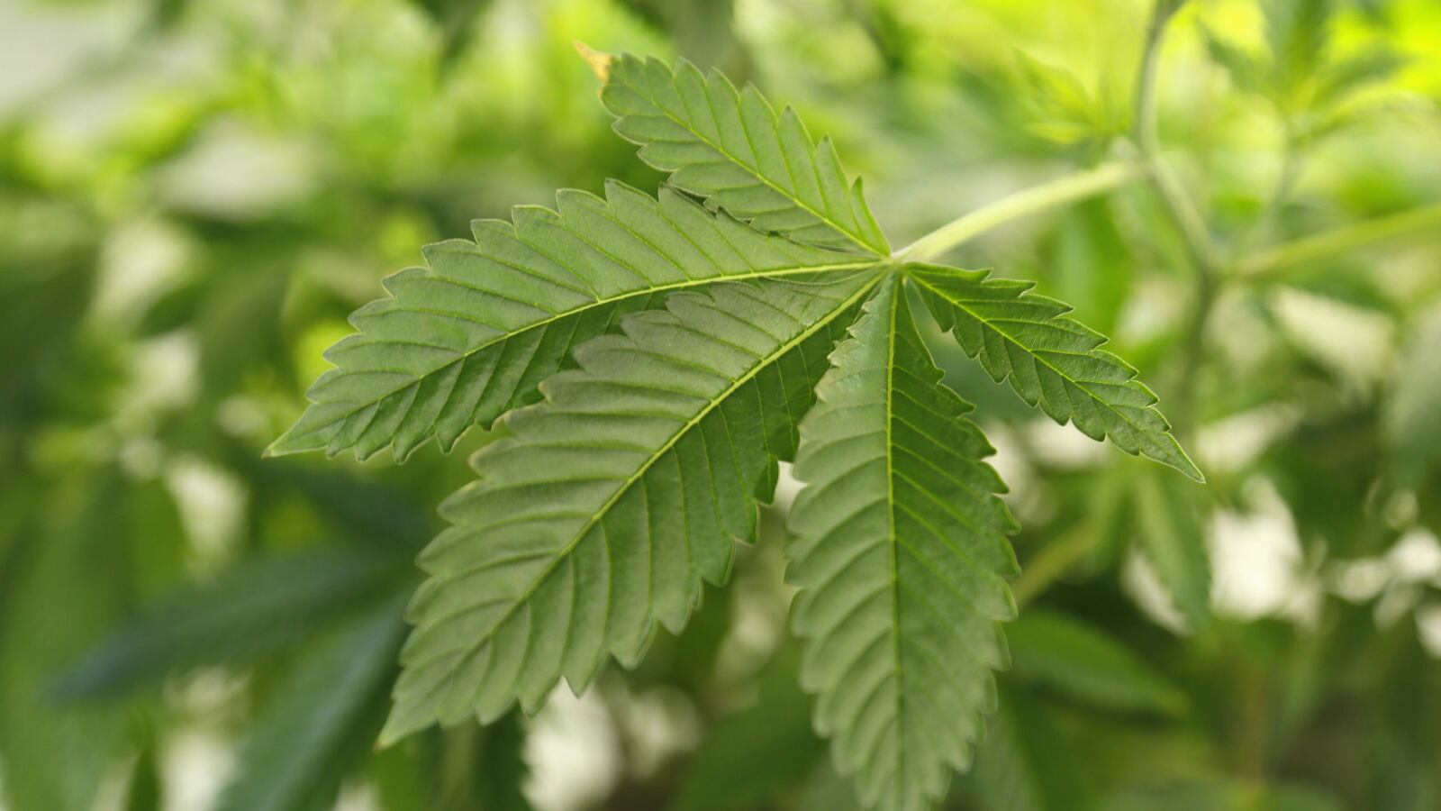 cheats/2015/07/17/denver-abc-affiliate-to-run-first-pot-ad/150717-pot-cheat_nqc2gj