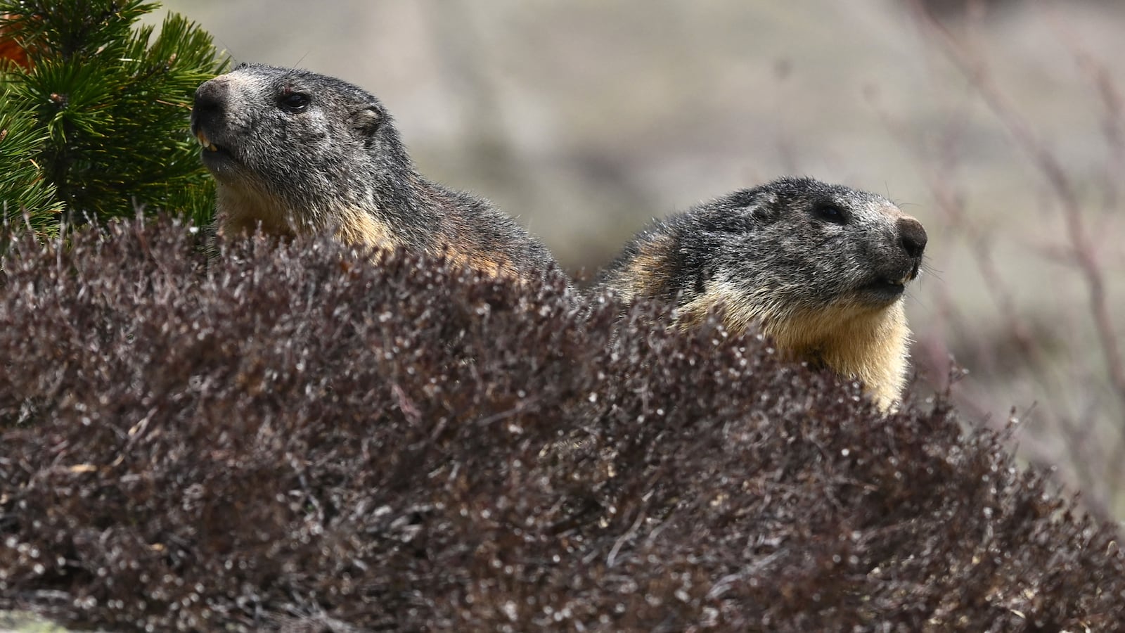 This photograph shows two marmots, herbivorous rodents of the squirrel family, in Artouste near Laruns, south-western France, on May 7, 2026. The Artouste little train is located in the Ossau Valley, in the Pyrenees-Atlantiques department of France. This historic tourist railway offers a mountain excursion at an altitude of over 2,000 meters. It travels 10 kilometers on its narrow-gauge track. It is the highest narrow-gauge railway in Europe. (Photo by Gaizka IROZ / AFP via Getty Images)