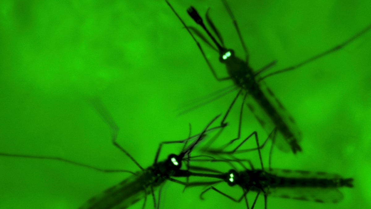 cheats/2011/10/18/malaria-vaccine-cuts-infection-in-half/mosquito-malaria-cheat_gzhmfi