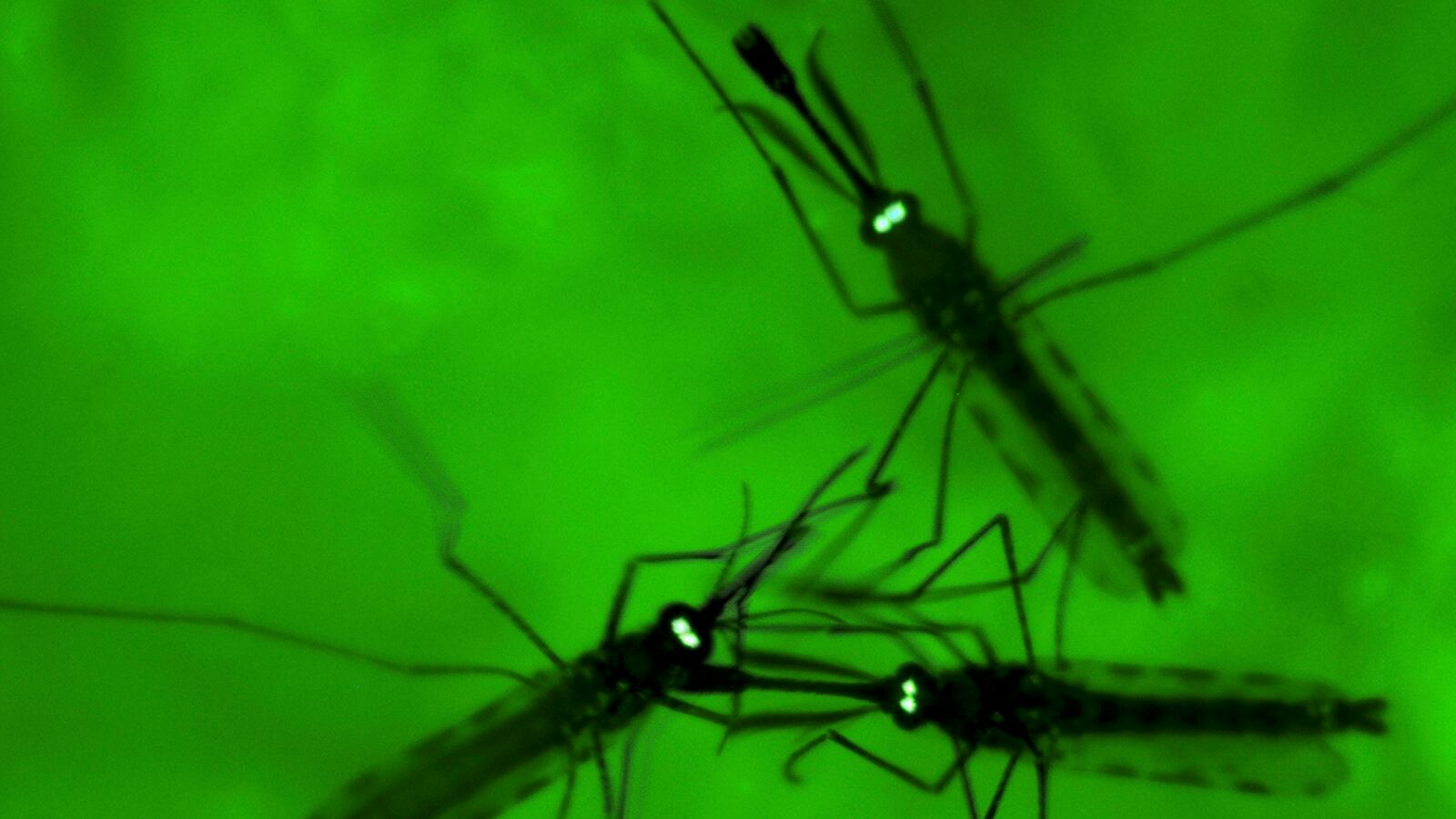 cheats/2011/10/18/malaria-vaccine-cuts-infection-in-half/mosquito-malaria-cheat_gzhmfi