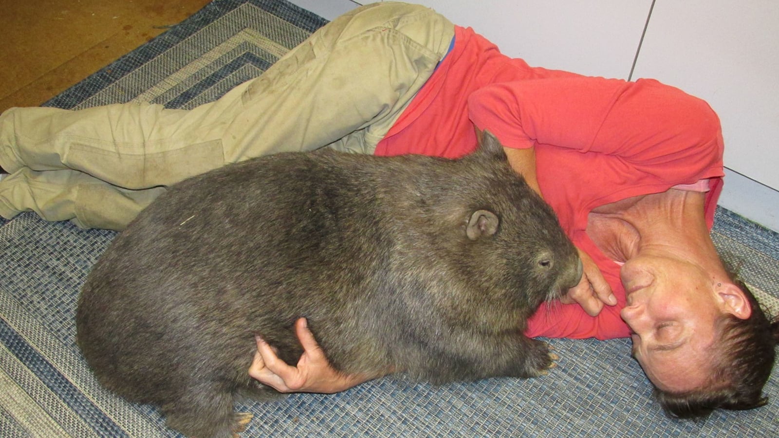 190704-Stepan-wombat-tease_jl5sys