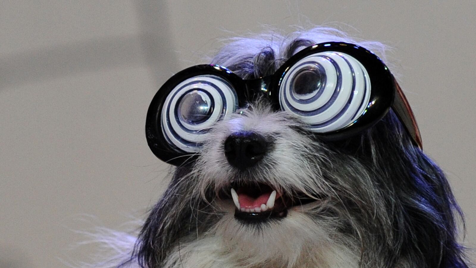 articles/2013/08/14/share-your-horrifying-and-hilarious-pet-sitting-stories/130814-Fares-pets-tease_oskaeq