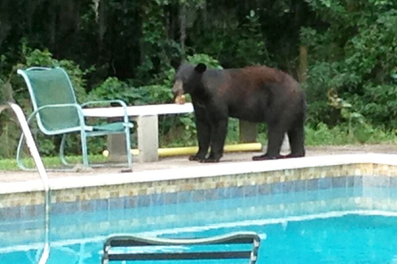 articles/2014/03/22/in-florida-sprawling-humans-confront-the-bears-who-lived-there-first/140321-goddard-bears-tease_xt3aiv