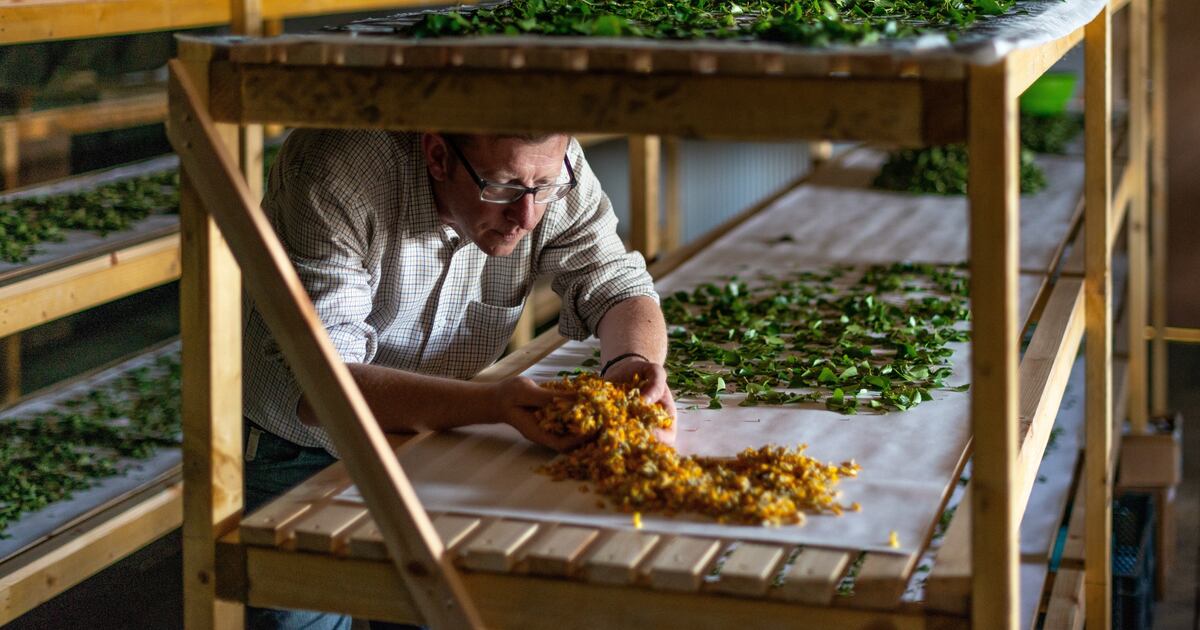 The Art of Turning Foraged Roots, Herbs & Plants into the Botanist Gin