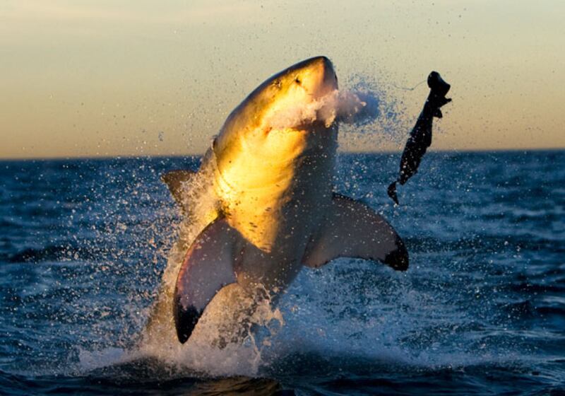 galleries/2010/06/29/shark-week/shark-week---3_k9yfag