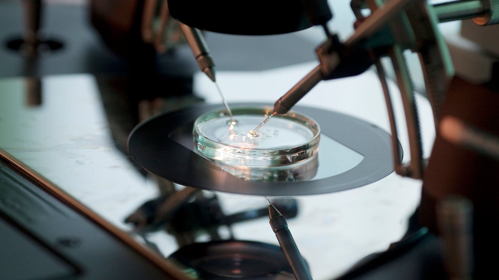 2010-10-26T120000Z_1974899496_GF2E6AQ1M9I02_RTRMADP_3_POLAND-BISHOPS-IVF_b2oqga