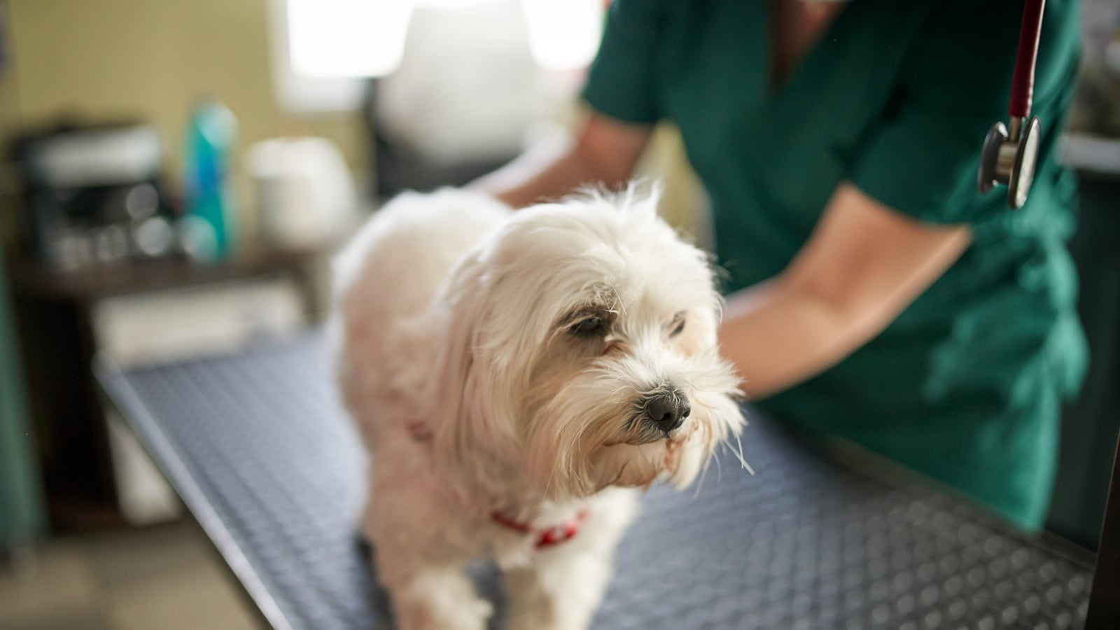 A vet making an injection for a small maltese dog.