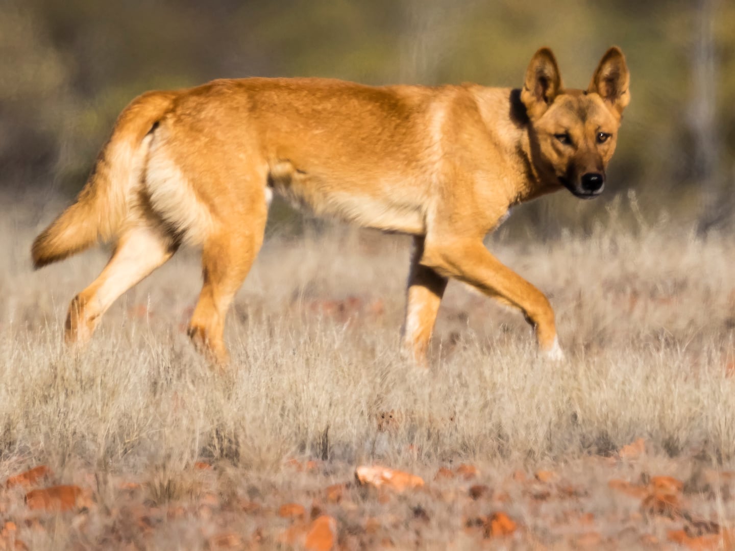 Autopsy Provides Clues After Piper James Found Dead in Australia Surrounded by Dingoes