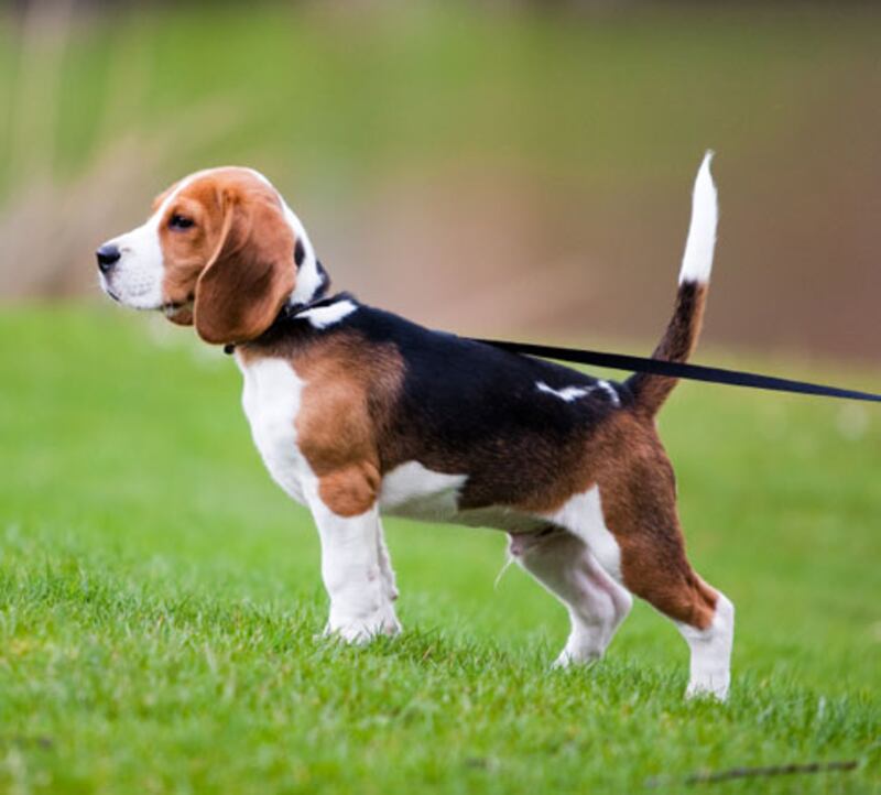 galleries/2010/10/29/dangerous-dogs/dangerous-dogs---beagle_kybyqp