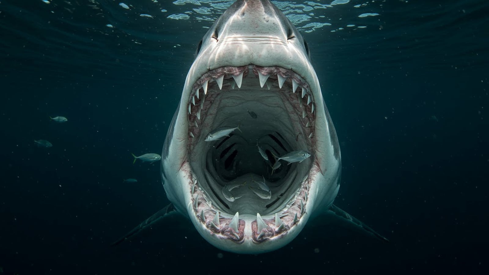 A great white shark