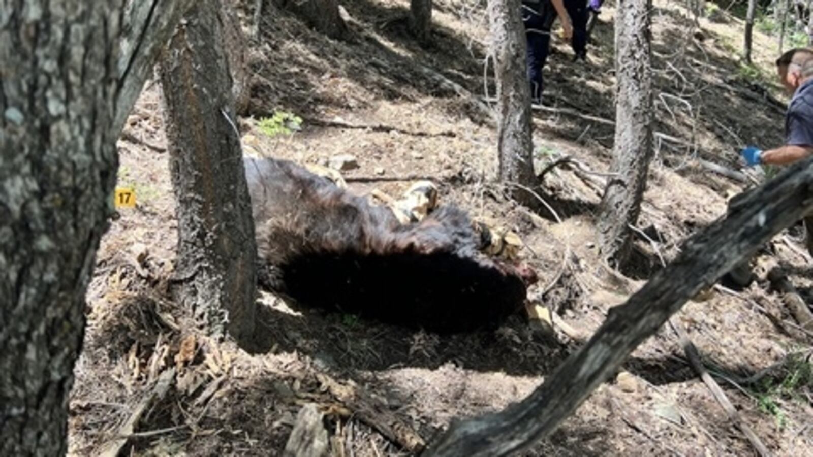 Killer bear pictured dead