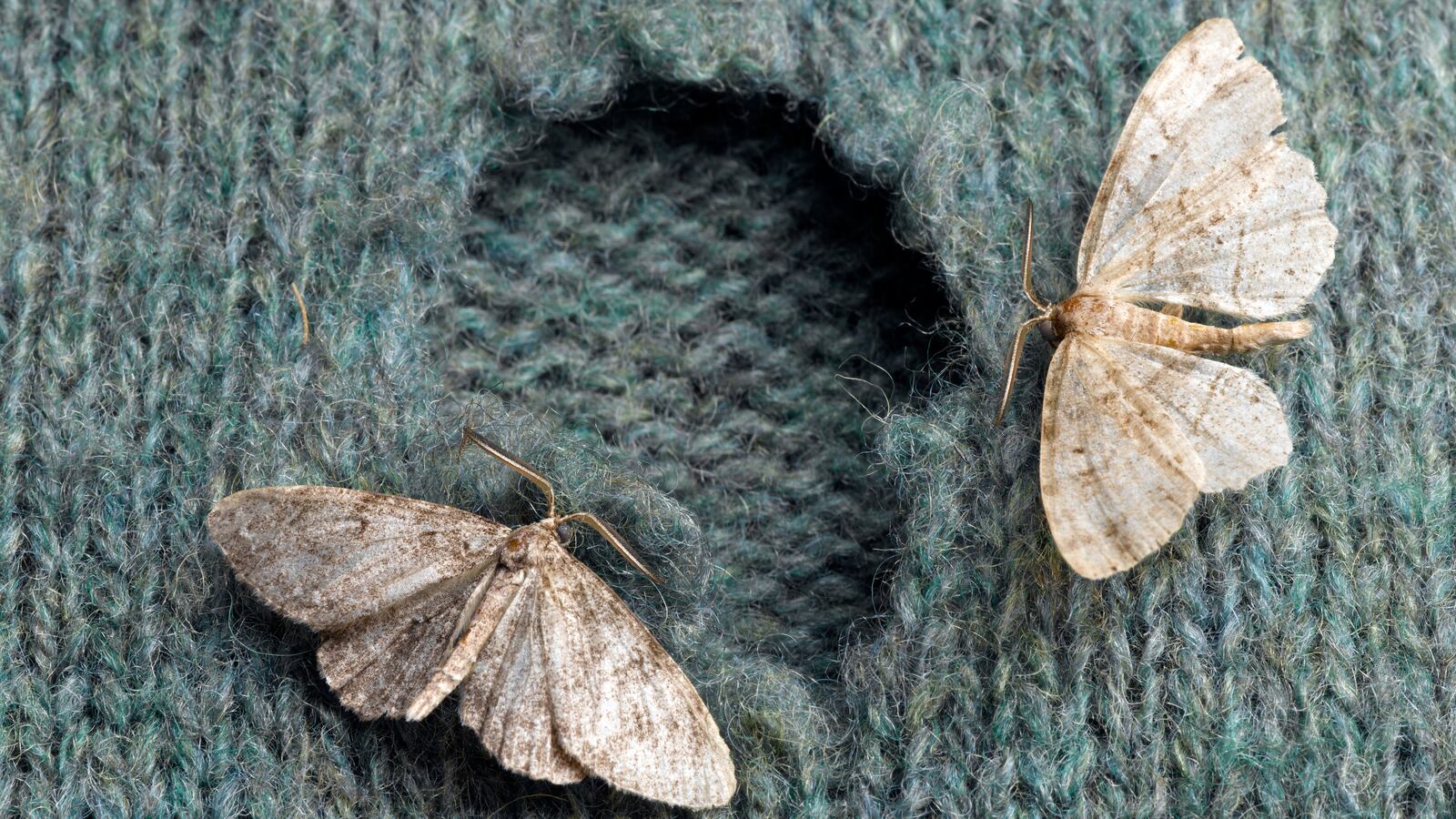 Stock image of moths on a wool sweater.