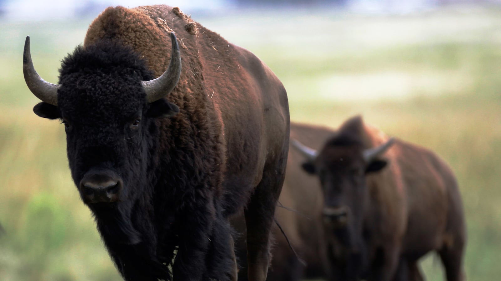 articles/2016/07/03/what-s-eating-you-in-national-parks/160702-Smith-National-Parks-tease_l8pmsx