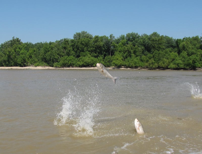 Asian Carp jump out of the water at the mouth of the Wabash River, Indiana.