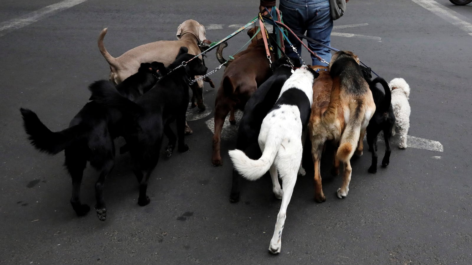 2018-03-02T205618Z_766752826_RC13133EBB40_RTRMADP_3_MEXICO-ANIMALS-DOG-WALKERS_xvjkqt