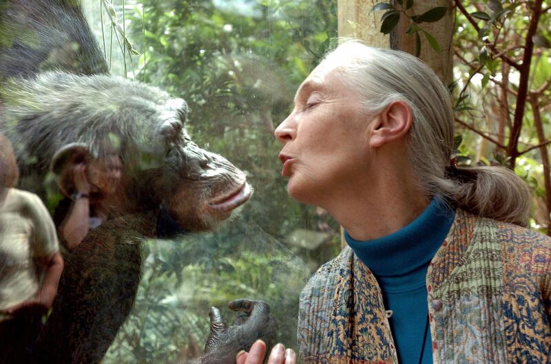 MAGDEBURG, Germany:  Jane Goodall, the world's foremost authority on chimpanzees, communicates with chimpanzee Nana, 06 June 2004 at the zoo of Magdeburg (eastern Germany). The British primatologist began her pioneering study of chimpanzees more than 40 years ago in Tanzania.   AFP PHOTO DDP/JENS SCHLUETER       GERMANY OUT  (Photo credit should read JENS SCHLUETER/DDP/AFP via Getty Images)