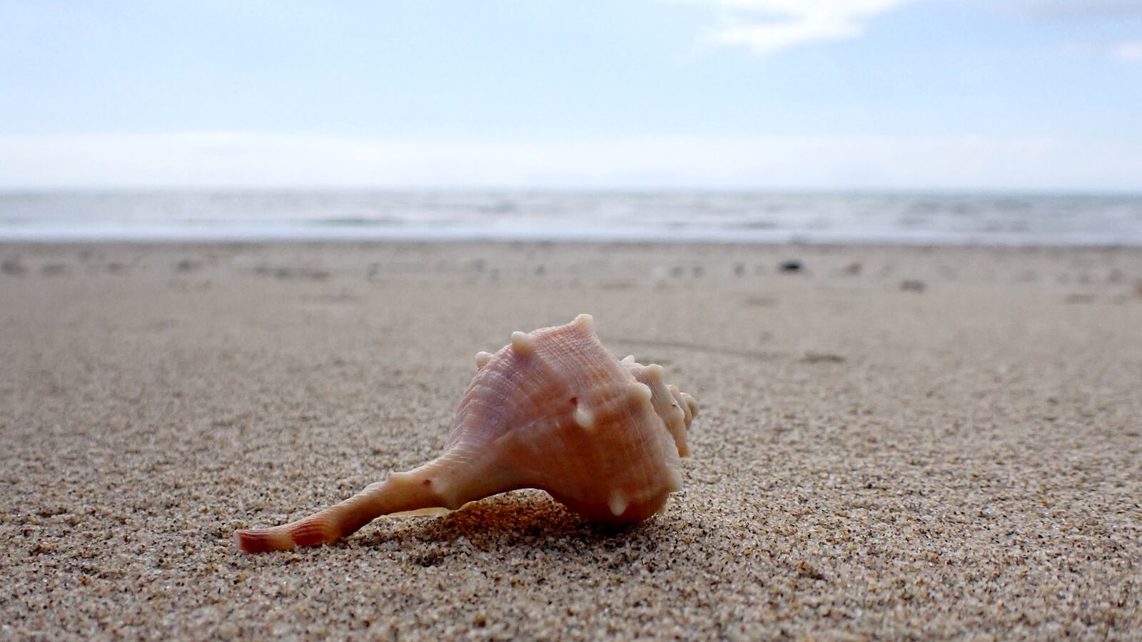 Spiny Muryx "bolinus brandaris" macro view, is a gastropod mollusc belonging to the muricidae family, found on the beach of Minturno.