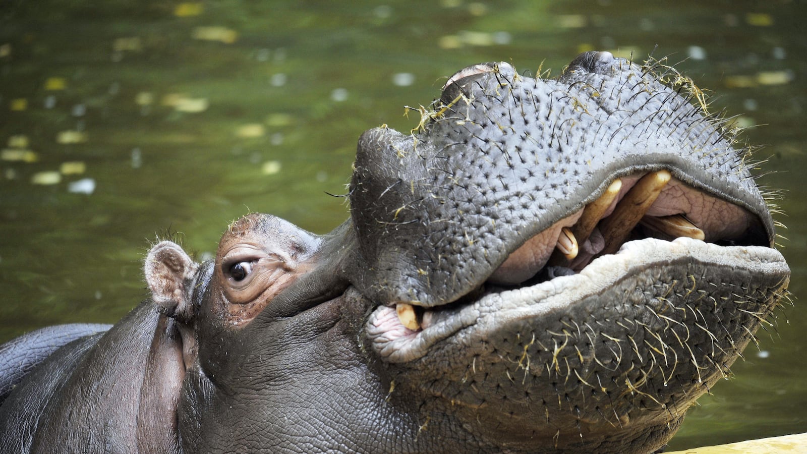 articles/2014/07/25/mississippi-hippos-teddy-bears-and-other-strange-beasts/140724-porch-hippo-tease_jzftva
