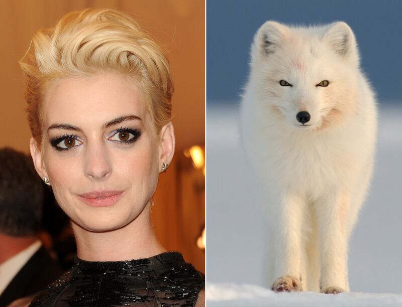 galleries/2013/05/07/met-gala-2013-guests-who-looked-like-animals/130507-gal-gala-animal-hathaway_jw91tt