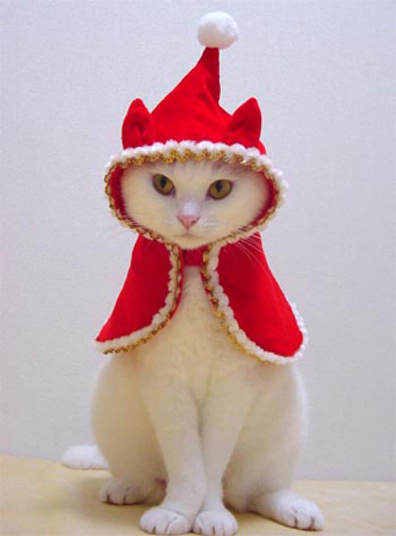 galleries/2011/10/25/cats-in-halloween-costumes-photos/cats-in-costume---lobster-1_xkfc6x