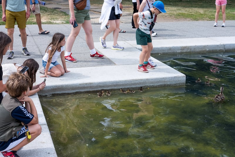 Ducks swim through algae in the Lincoln Memorial Reflecting Pool after recent renovations following a directive from U.S. President Donald Trump to paint it blue ahead of the 250th anniversary of U.S. independence, in Washington, D.C., U.S., June 19, 2026.