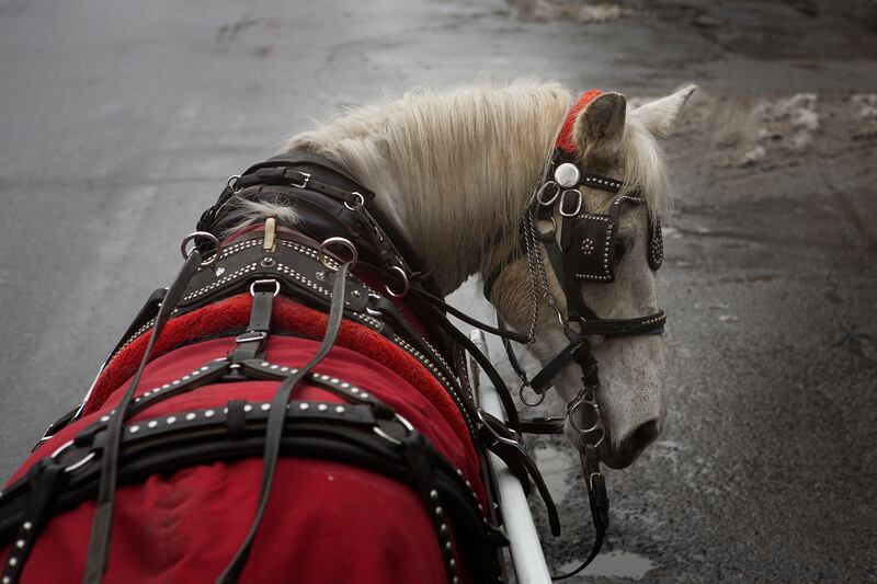 articles/2014/04/24/central-park-s-carriages-saved-this-horse/140423-daly-horse-tease_fwtax0