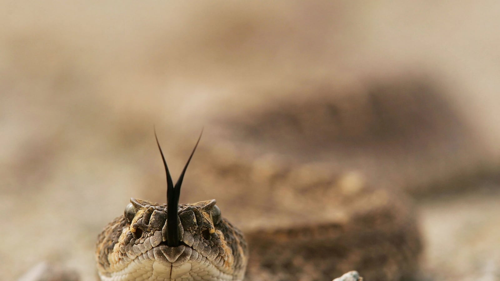 cheats/2014/11/06/rattlesnake-gets-face-implant/141106-snake-cheat_qpvwcv