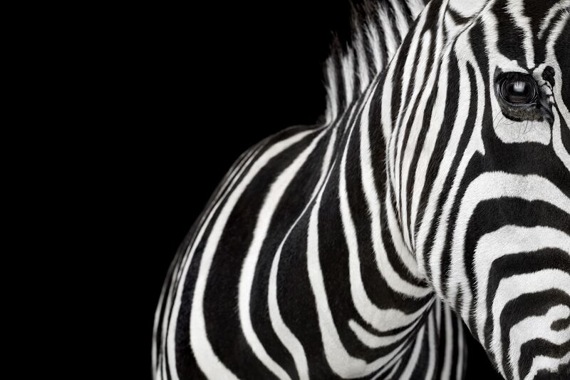 galleries/2014/08/09/when-wild-animals-pose-for-a-portrait-photos/140808-wild-zebra_yxhkfu