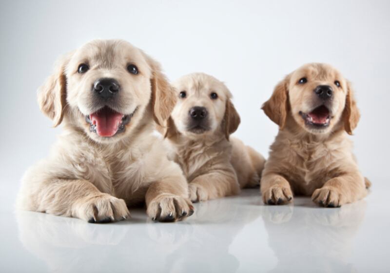 galleries/2010/11/09/which-pets-live-the-longest/pets---dog_ygumwa