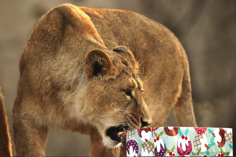 galleries/2012/12/20/santa-s-favorite-critters-animals-enjoy-holiday-gifts-photos/xmas-animals-lion_qzubr9