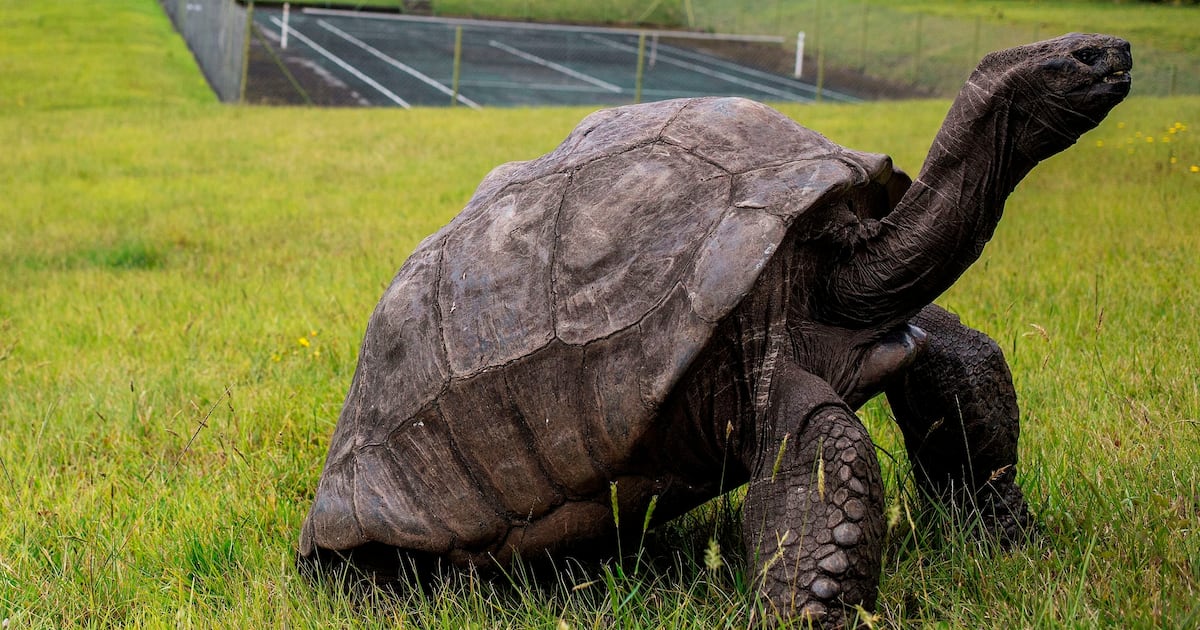 World’s Oldest Land Animal Still Alive After Viral Hoax
