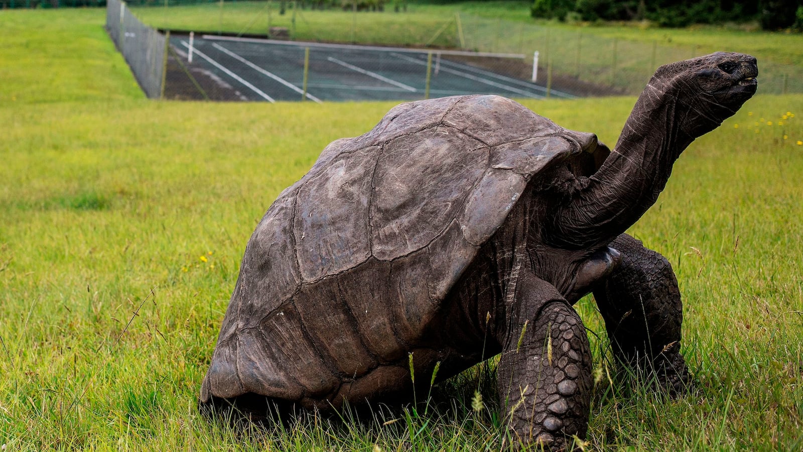 Jonathan is very much alive and well. GIANLUIGI GUERCIA/AFP via Getty Images.