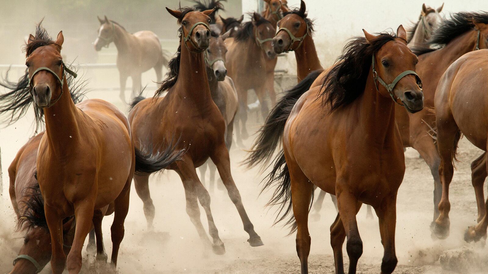 articles/2016/04/16/who-s-killing-celebrity-racehorses/160415-poland-race-horses-tease_tolctr