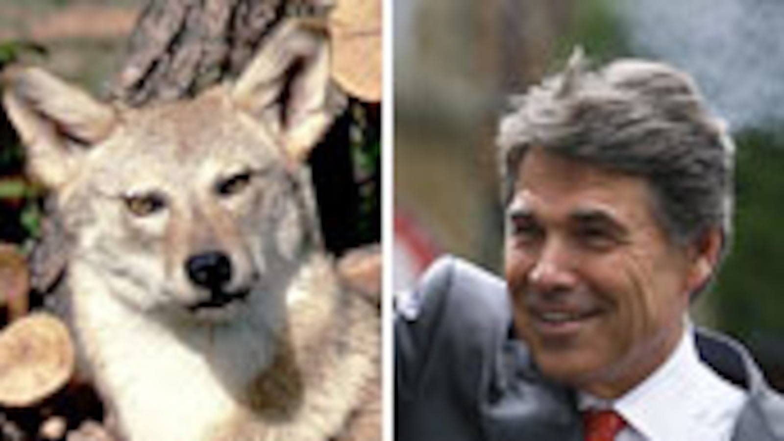 articles/2010/04/29/texas-gunslinging-governor/friedman-coyote_97175_wy7o0w