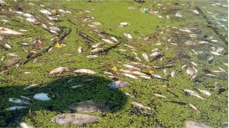 Dead fish in the Tura River.